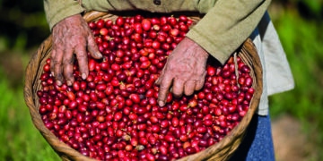 Die Weltkarte des Kaffeegeschmacks