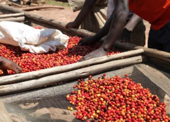 Burundi: Auf dem Vormarsch im Kaffeeland – Die Bourbon-Kaffee-Revolution