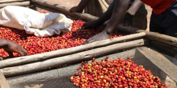 Burundi: Auf dem Vormarsch im Kaffeeland – Die Bourbon-Kaffee-Revolution