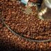 Robusta-Kaffee: Warum Fine Robusta das neue Potenzial für Kaffeeliebhaber ist.