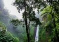 So kann Kaffee Regenwald retten
