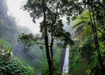 So kann Kaffee Regenwald retten