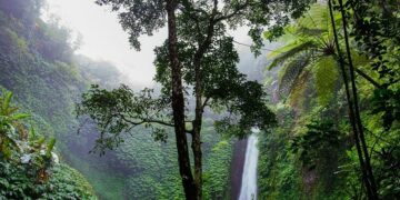 So kann Kaffee Regenwald retten
