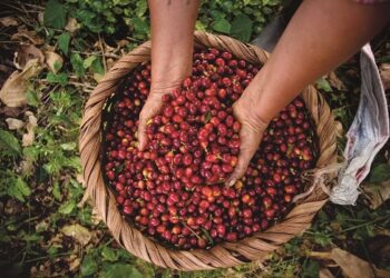 Kaffeeaufbereitung: Das große 1×1