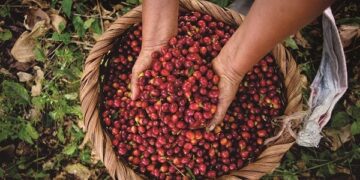 Kaffeeaufbereitung: Das große 1×1