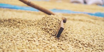 Holzrechen faehrt in Nahaufnahme durch getrocknete Kaffeebohnen