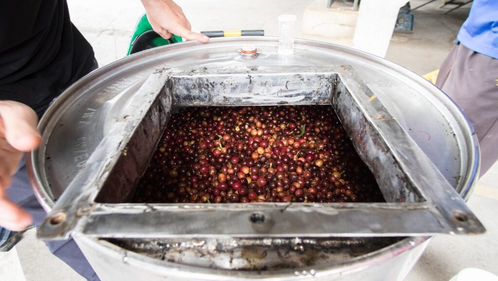Kaffeekirschen füllen einen offenen Metallbehälter zur Fermentation