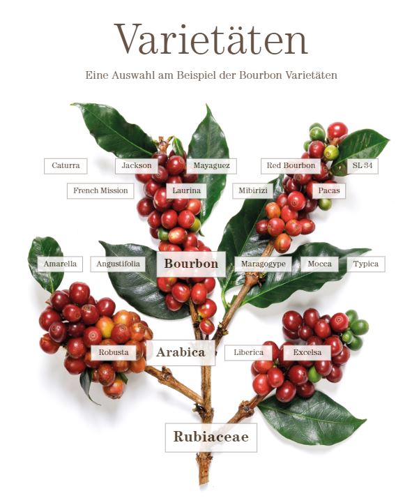 Kaffeevarietaetenbaum
