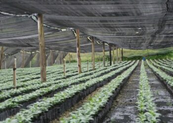 junge Kaffeepflanzen ueberdacht