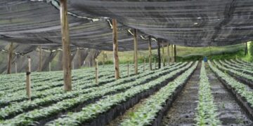 junge Kaffeepflanzen ueberdacht