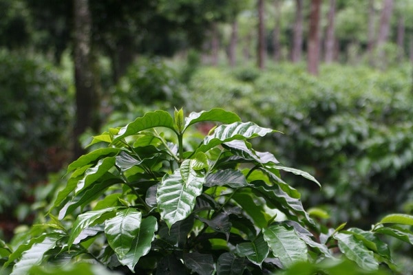 Kaffeepflanze im Regenwald