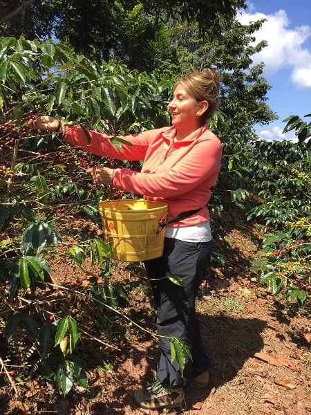 Frau steht mit Korb um Huefte vor Kaffeepflanze und pflueckt Kirschen