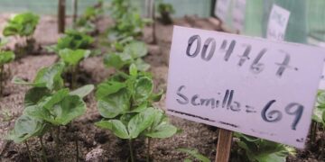 Deshalb ist Kaffee-Forschung wichtig
