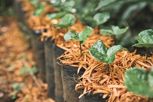 Kaffeepflanzen als Setzlinge in Saecken gepflanzt