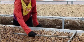 Kaffeefrau in Vietnam