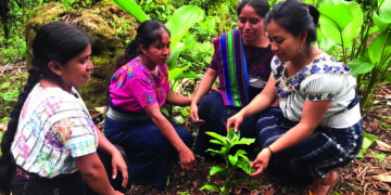 5.000 neue Pflanzen für die Zukunft der Kaffeewelt und den Kaffeeanbau.