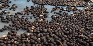 Black Ivory Kaffee aus Thailand: Ein exklusives Geschmackserlebnis mit elefantöser Note