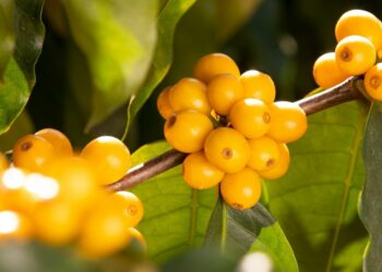 Bourbon-Kaffee: Wo Vanilleschote und Kaffee sich annähern