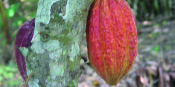 Bittersüße Schokolade