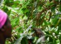 African worker is gathering coffee beans on plantation in bushy wood