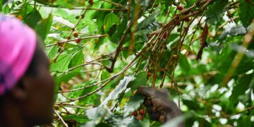 African worker is gathering coffee beans on plantation in bushy wood