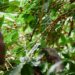 African worker is gathering coffee beans on plantation in bushy wood
