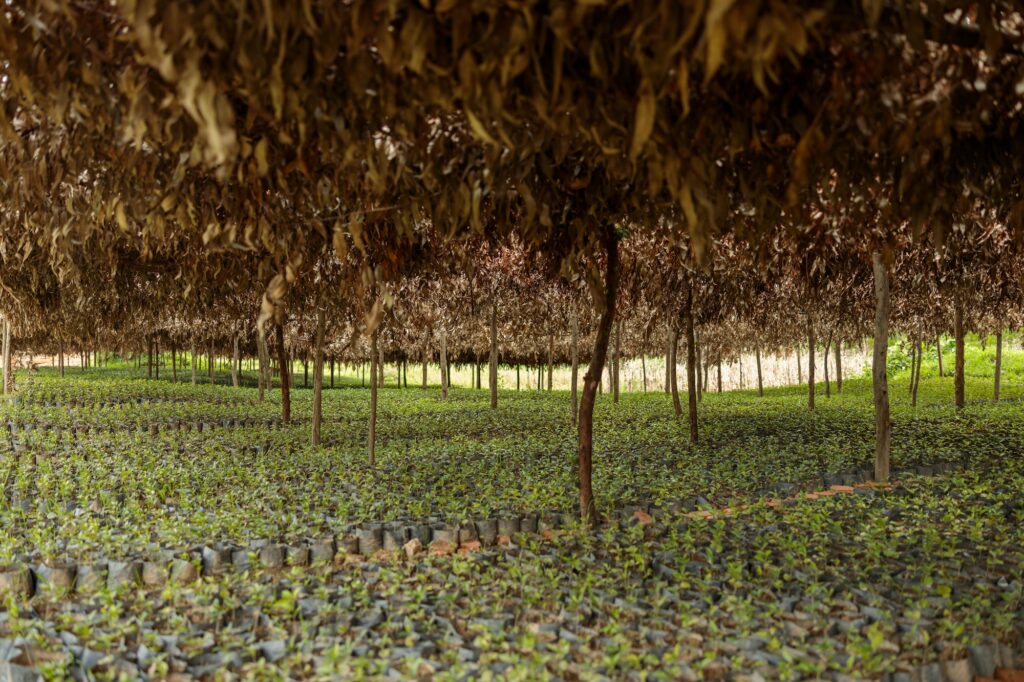 Arabica coffee trees in coffee nursery plantation in Rwanda region
