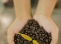 Coffee beans and coffee plant in hands