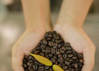 Coffee beans and coffee plant in hands