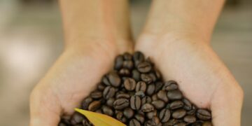 Coffee beans and coffee plant in hands