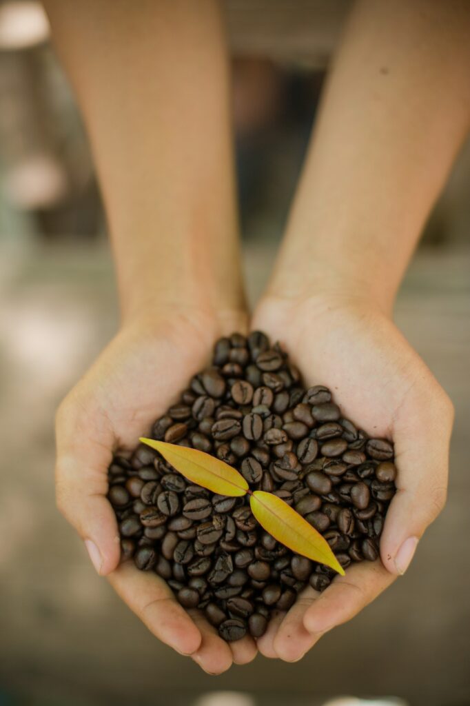 Coffee beans and coffee plant in hands