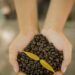 Coffee beans and coffee plant in hands