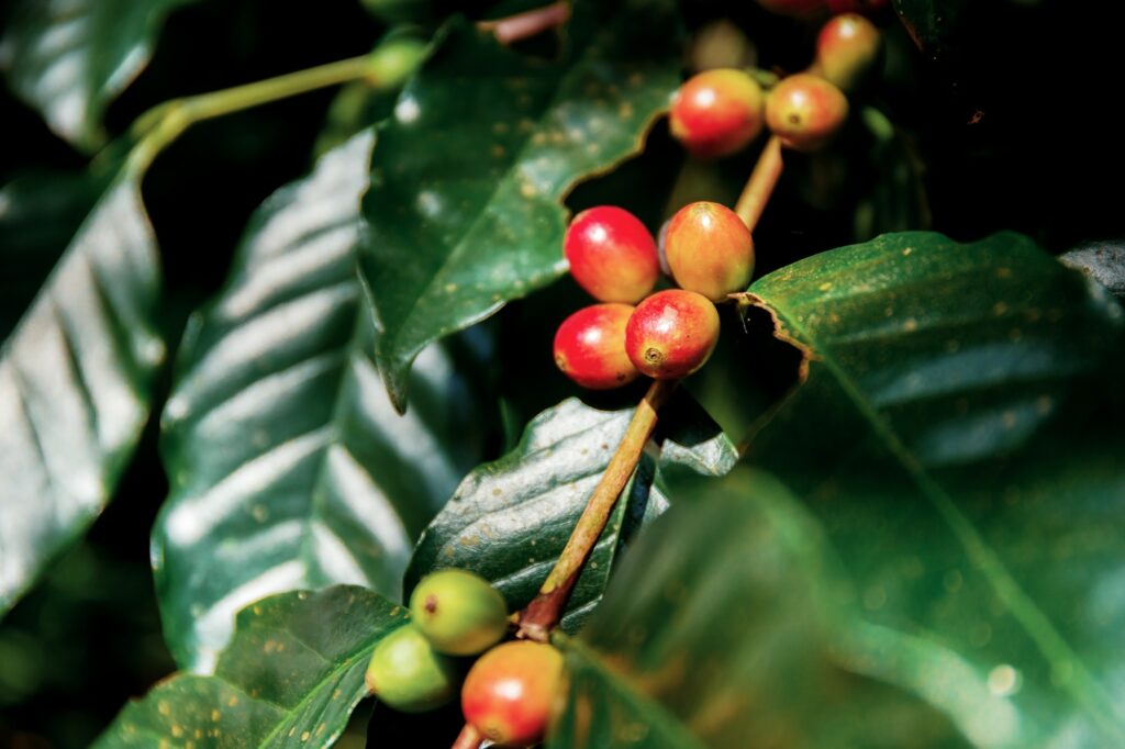Coffee beans are ripe on tree