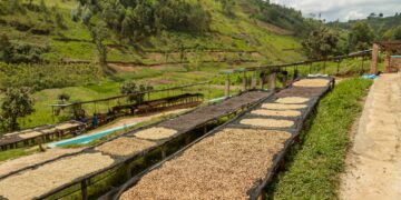 Coffee beans drying in a coffee plantation in Rwanda region