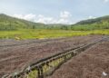 Coffee beans drying in the sun at coffee farm outdoors