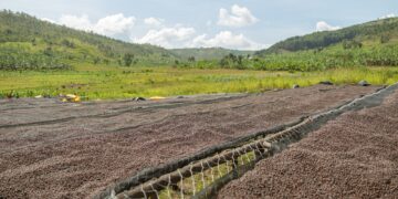 Coffee beans drying in the sun at coffee farm outdoors
