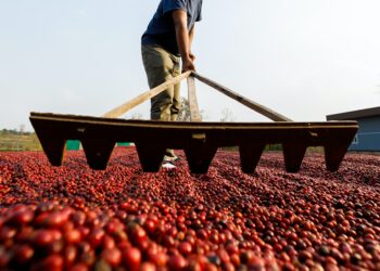 Coffee beans drying in the sun. Coffee plantations at coffee farm