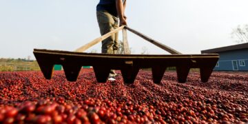 Coffee beans drying in the sun. Coffee plantations at coffee farm