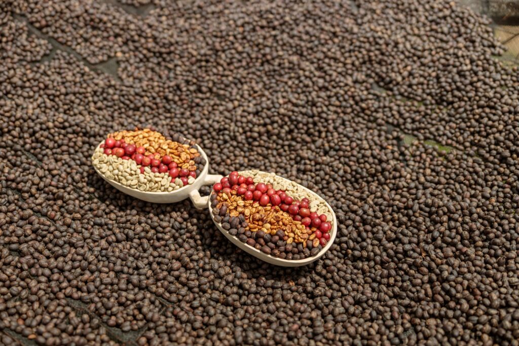 Coffee beans of different processing processes on dried coffee beans
