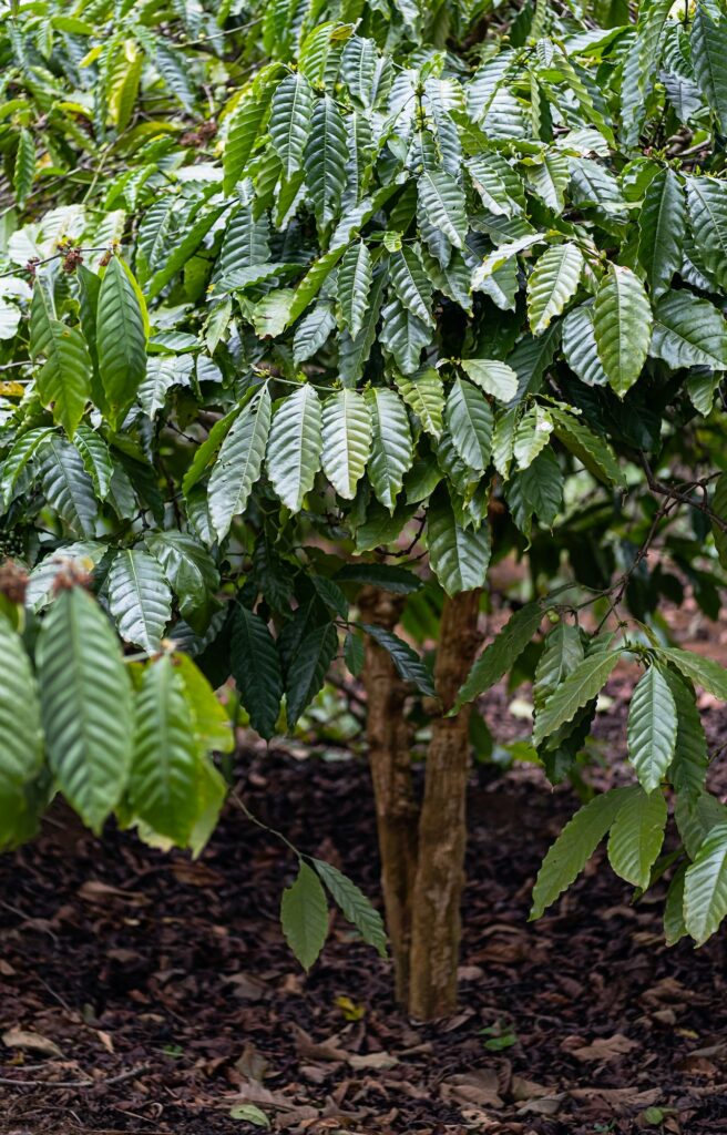 Coffee trees plantation. Organic coffee growing in tropical garden.