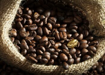 Golden coffee seed on burlap coffee sack