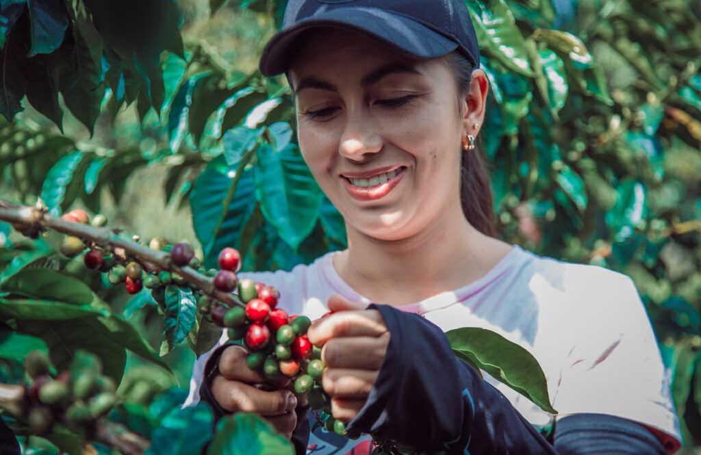 Hispanic female farmer harvesting coffee in the farm
