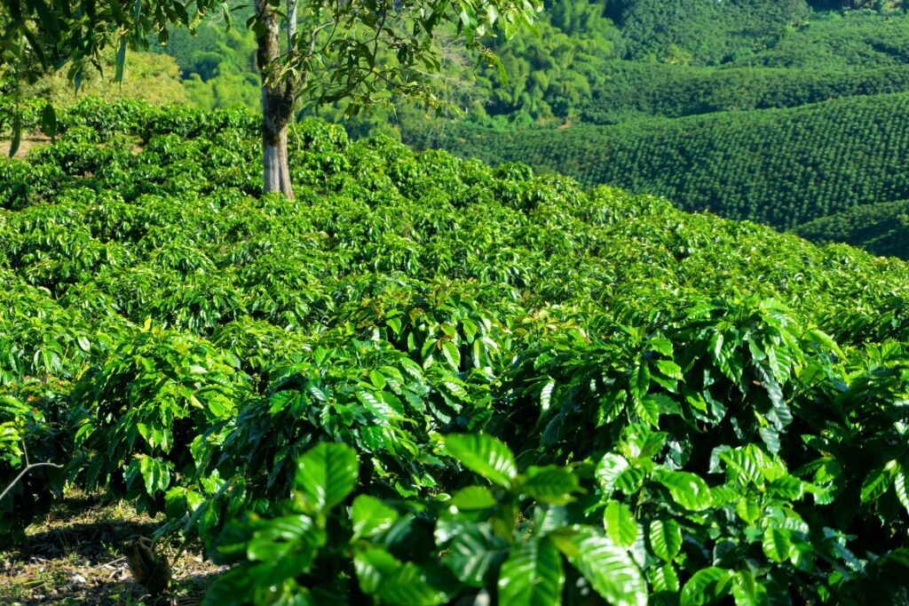 Rows of Coffee Plants