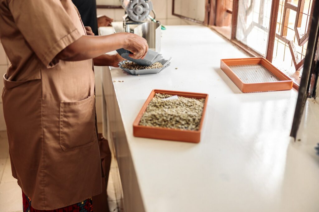 African American woman pouring coffee beans and sifting them