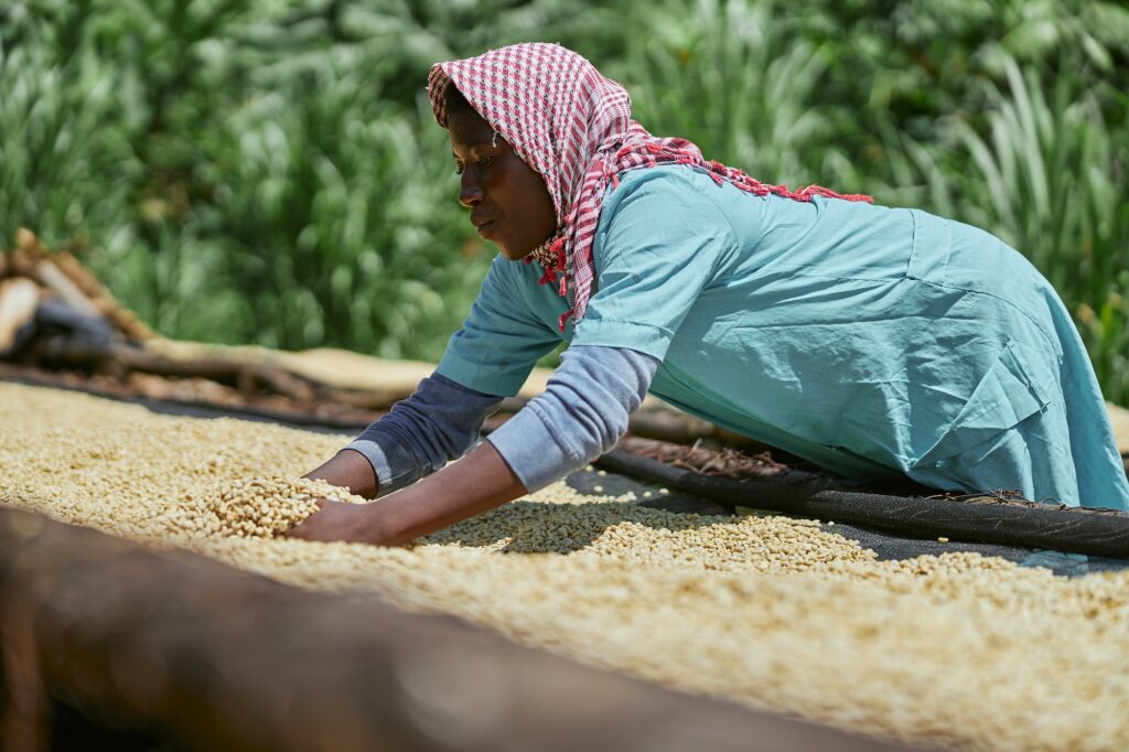 African female worker is mixing coffee beans on drying tabels at washing station