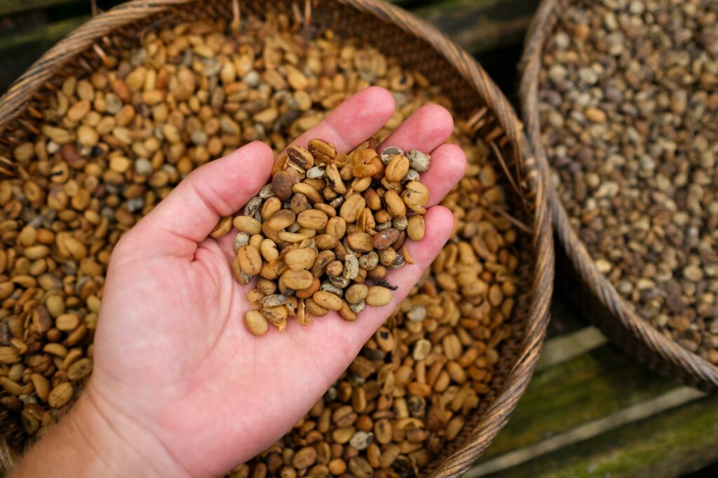 Background of coffee luwak beans