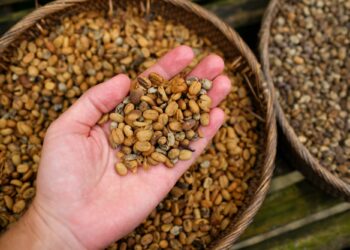 Background of coffee luwak beans