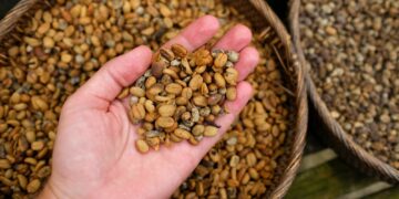 Background of coffee luwak beans