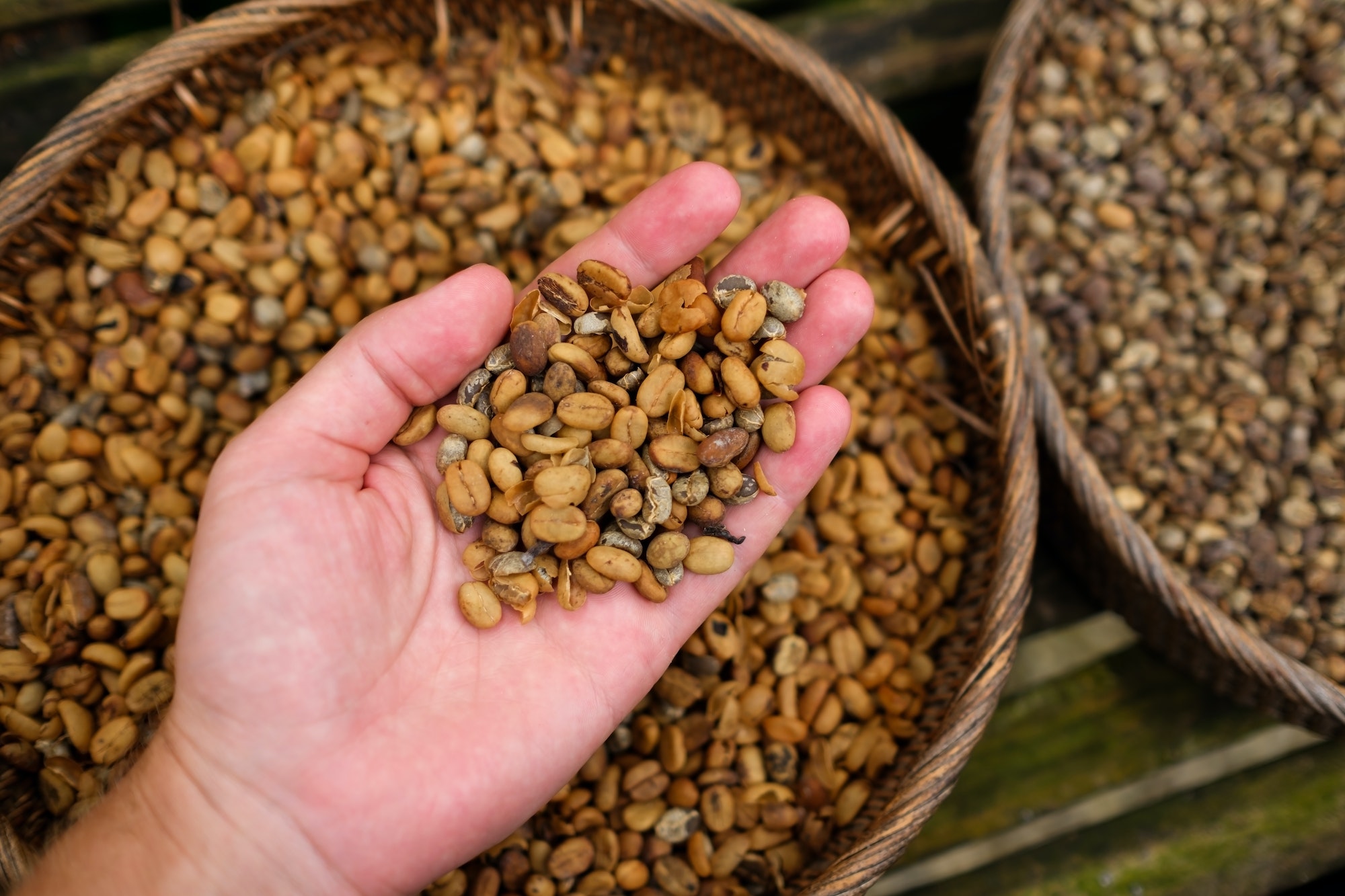 Der teuerste Kaffee der Welt Die Herkunft und Besonderheiten von Kopi Luwak Kaffeelust Der teuerste Kaffee der Welt Die Herkunft und Besonderheiten von Kopi Luwak Kaffeelust