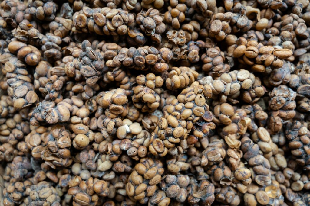 Close-up of Kopi luwak (civet coffee), eaten and defecated by Asian palm civet